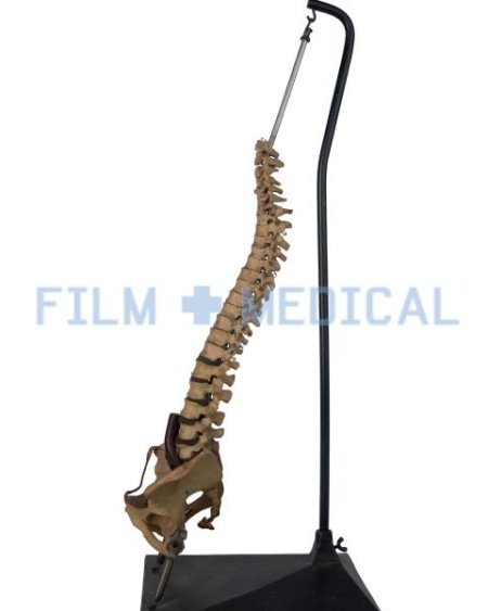 Period Spine Model On Stand 